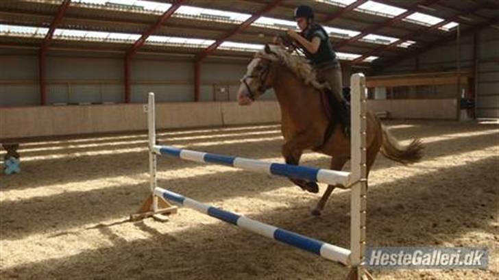 Haflinger Alladin. - 100 CM!!!! xD - BarneMad xD billede 10