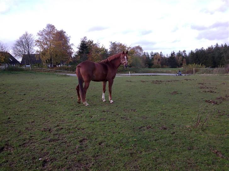 Anden særlig race Ofelia - Ofelia er lige kommet til sit nye hjem. billede 1