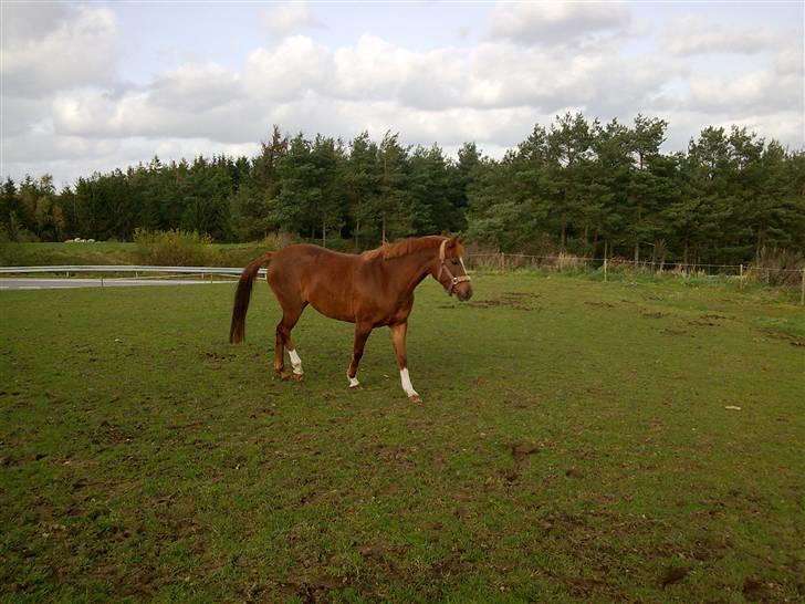 Anden særlig race Ofelia - Hun tog det med ophøjet ro billede 2