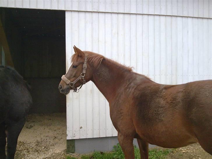 Anden særlig race Ofelia - Så efter et par timer blev hun lukket sammen med Samba billede 3