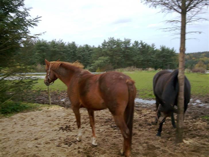 Anden særlig race Ofelia - Og ja det var det billede 5
