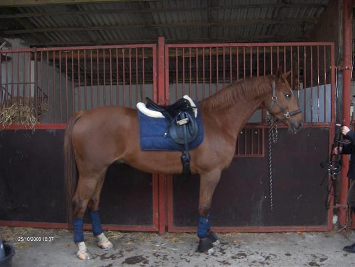 Anden særlig race Thor (låne hest) - klar til ridetur.. billede 9