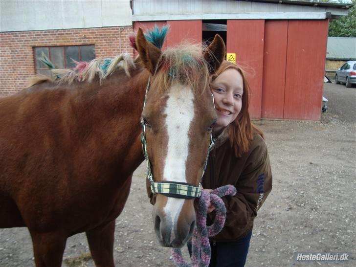 Hollandsk Sportspony Blocklands Hoeves Inge. - Mig og rosa til store heste dag . Vi skulle lige fotograferes lige midt i udklædningen :) billede 2