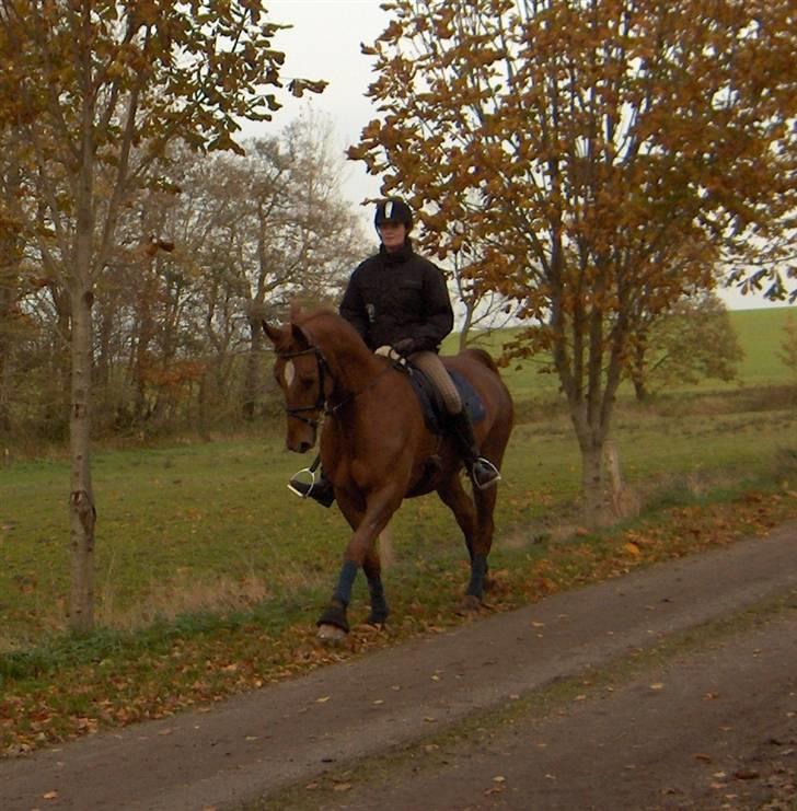 Anden særlig race Thor (låne hest) billede 12