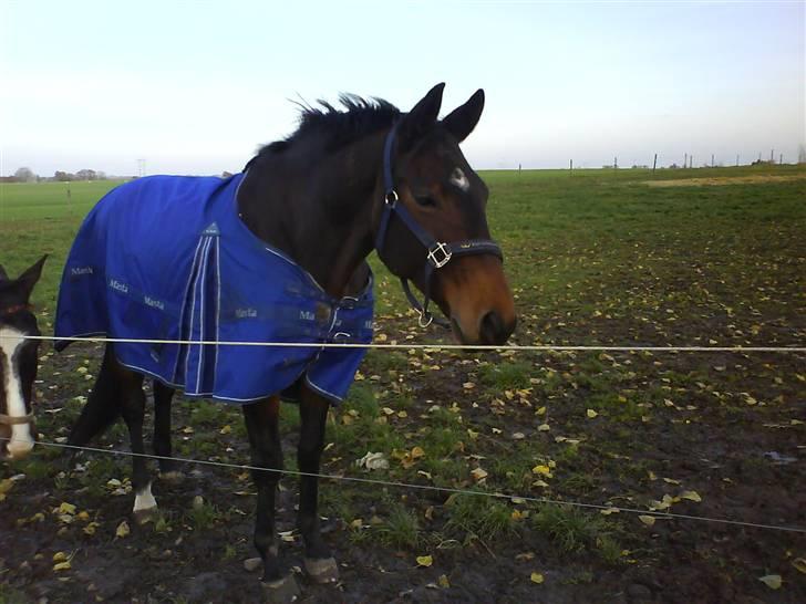 Trakehner Al Capone  - Capone nyder at være kommet på fold med andre heste, efter at have stået i en boks i et halvt år. billede 4