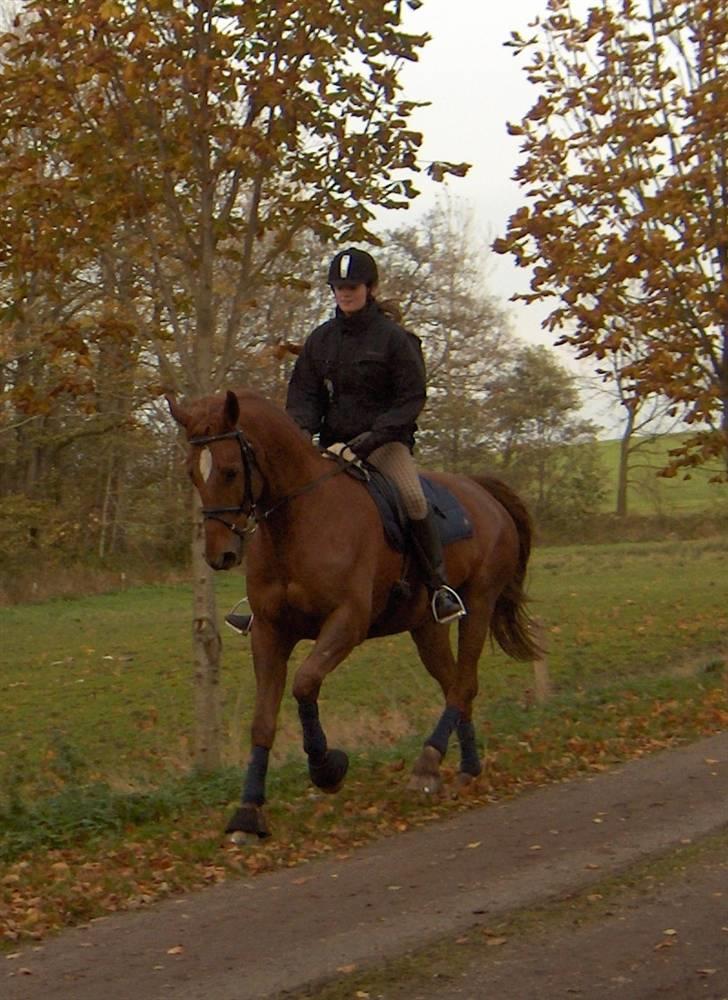 Anden særlig race Thor (låne hest) billede 13