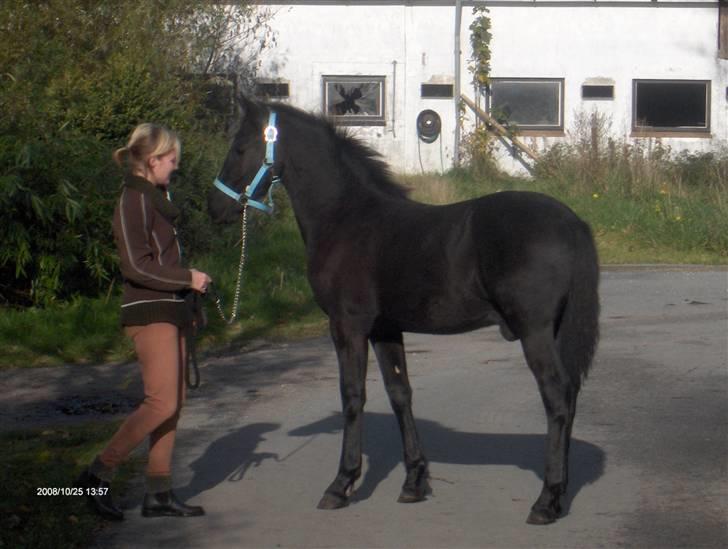 Frieser  # BLAKE # solgt - Blake 6 mdr og lige blevet vallak... billede 16