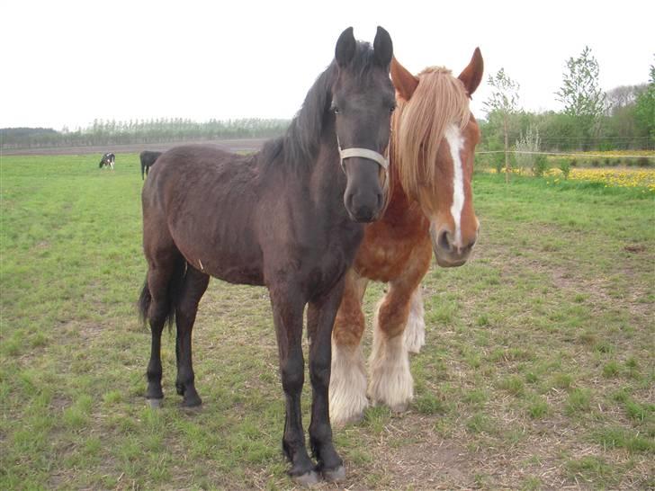 Frieser  # BLAKE # solgt - Blake 1 år ( april 09 ) billede 17