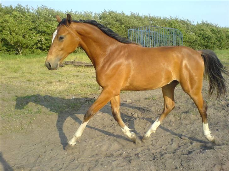 Dansk Varmblod Knight of Heart - død 2011 - Knægten i rask trav juni 2008 billede 1