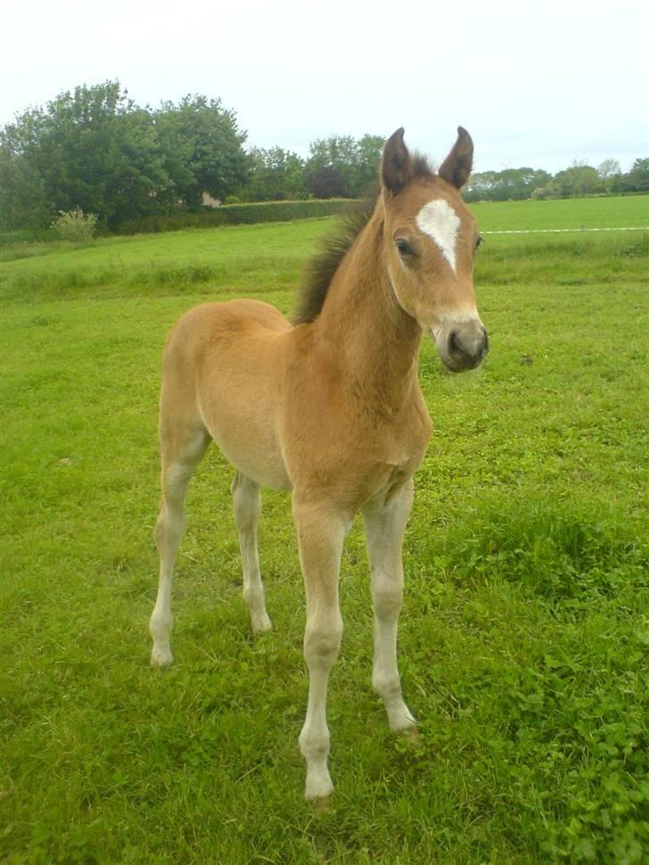 Dansk Varmblod Knight of Heart - død 2011 - August 2007 billede 2