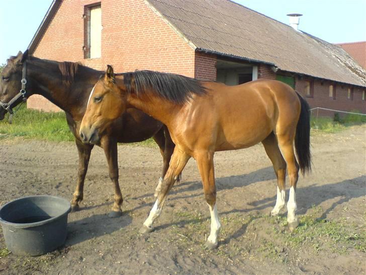 Dansk Varmblod Knight of Heart - død 2011 - Maj 2008 billede 3