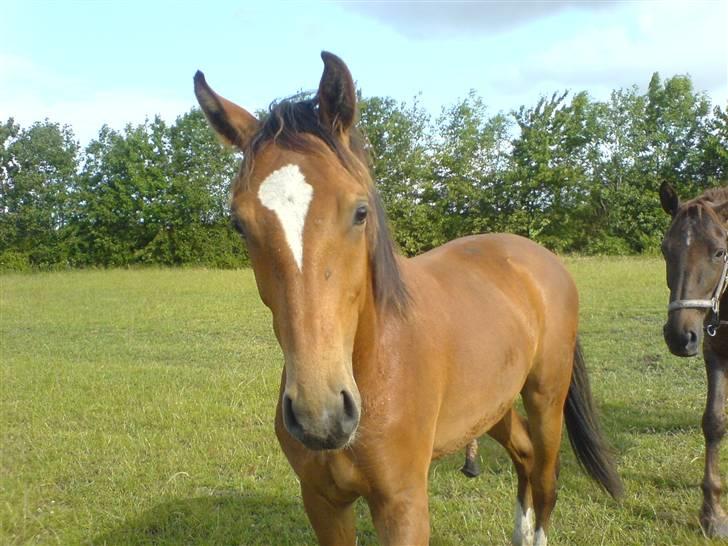 Dansk Varmblod Knight of Heart - død 2011 - Juni 2008 billede 4