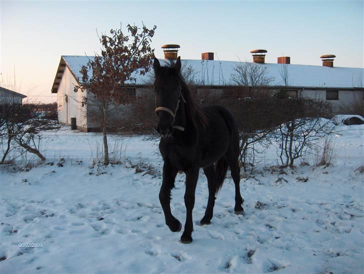 Frieser  # BLAKE # solgt - januar 2010 billede 18