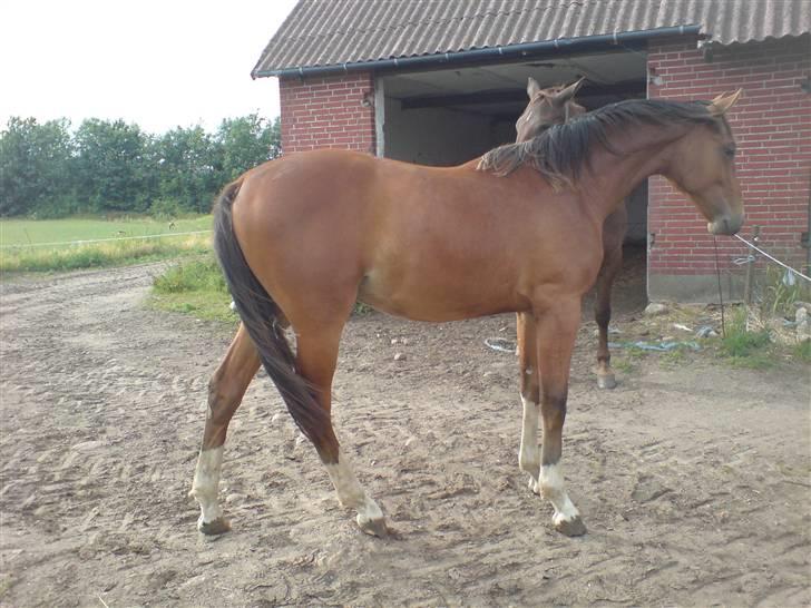 Dansk Varmblod Knight of Heart - død 2011 - Juni 2008 billede 5