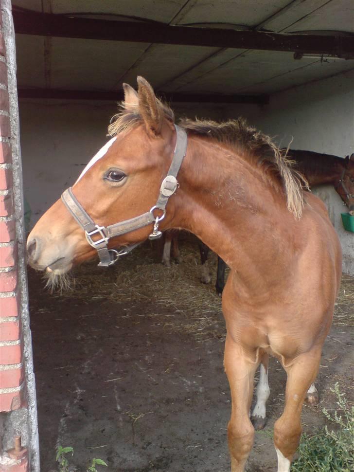 Dansk Varmblod Knight of Heart - død 2011 - September 2007 billede 6