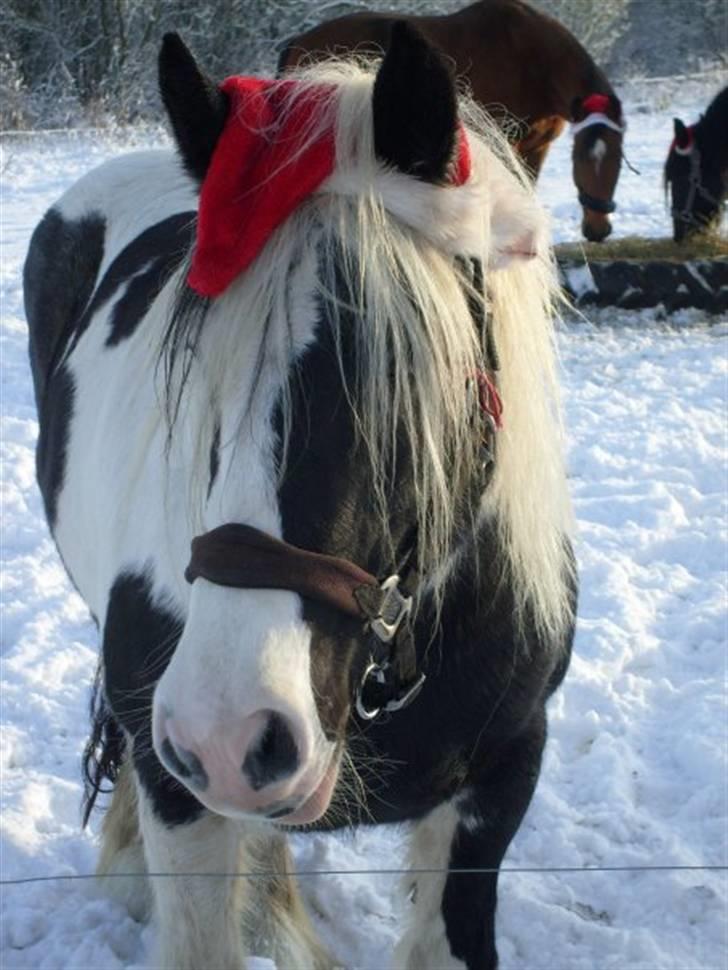 Tinker sorraia  billede 1