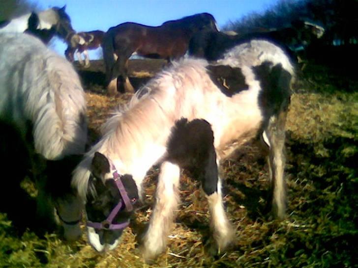 Tinker sorraia  billede 3