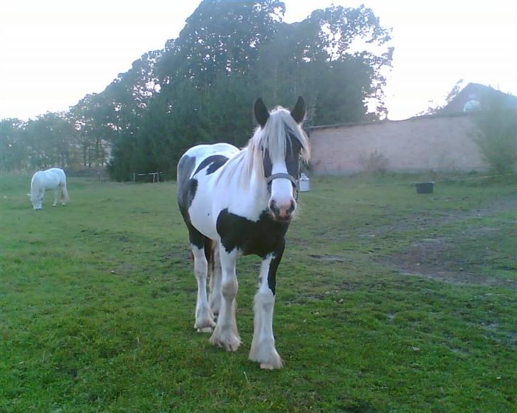 Tinker sorraia  billede 4