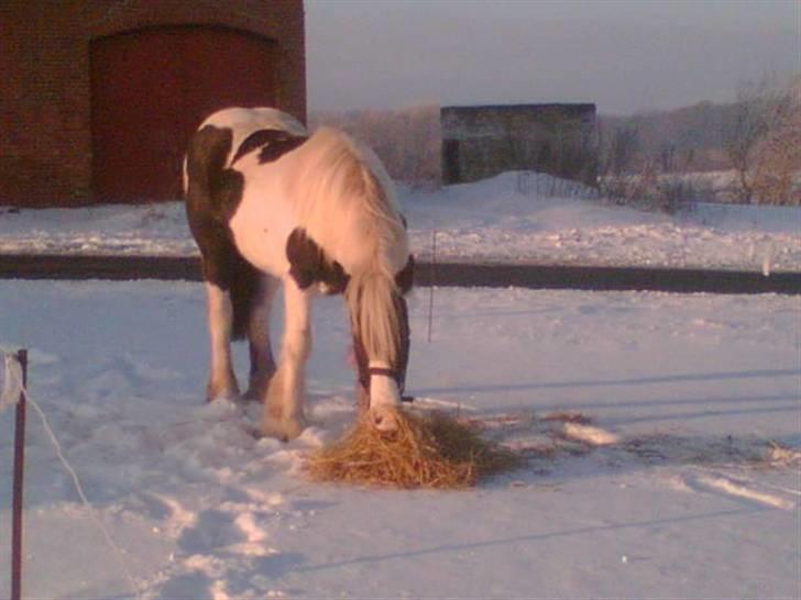 Tinker sorraia  billede 5