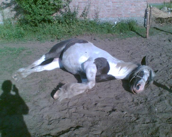 Tinker sorraia  billede 6