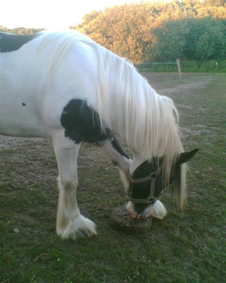 Tinker sorraia  billede 7