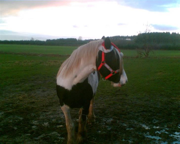 Tinker sorraia  billede 8