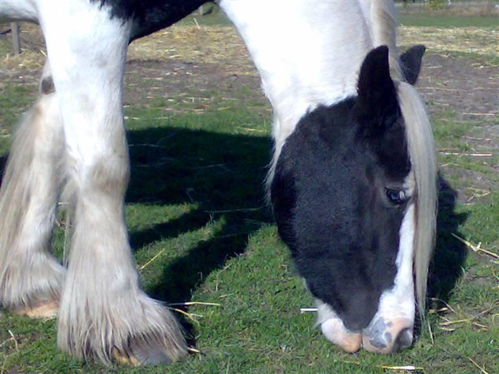 Tinker sorraia  billede 9