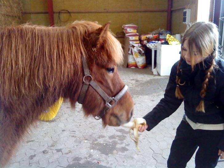 Islænder Funi F. Lykkesholm - #3 Funi spiser Banan.. Umm - islænder har rigtig godt af bananer! Foto: Amalie billede 3