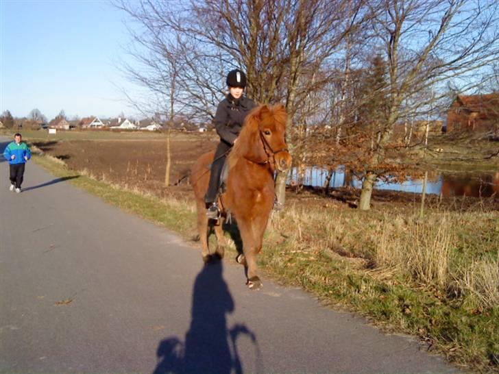 Islænder Funi F. Lykkesholm - #5 forsøg på Trav (; Foto: Amalie billede 5