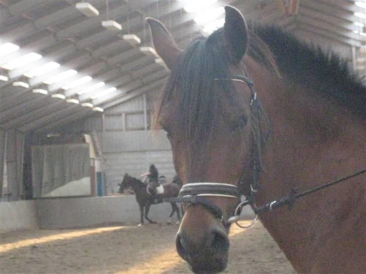 DSP Bay Runner (gammel part)= - BayManden, jah vi er ude og ride.. billede 1