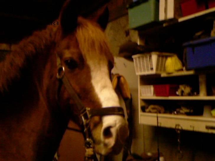 Anden særlig race Gejlgaards Buller (Video) billede 14