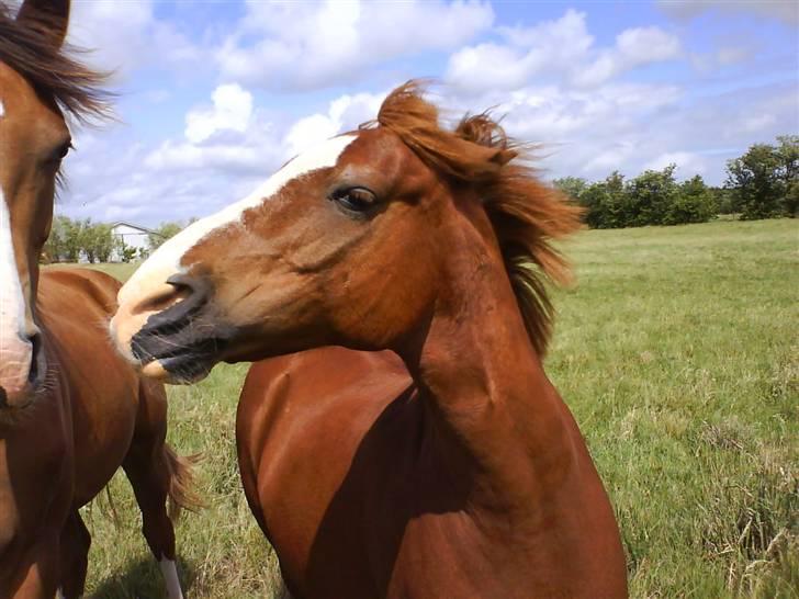 Anden særlig race Gejlgaards Buller (Video) - Buller vil ikke have den anden skal nusses .:d det vil Buller.:d  billede 16