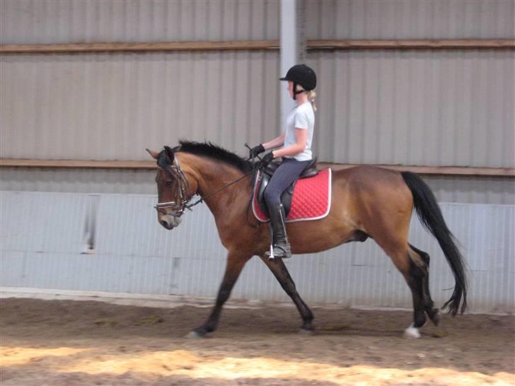 DSP Bay Runner (gammel part)= - er i gallop.. billede 4