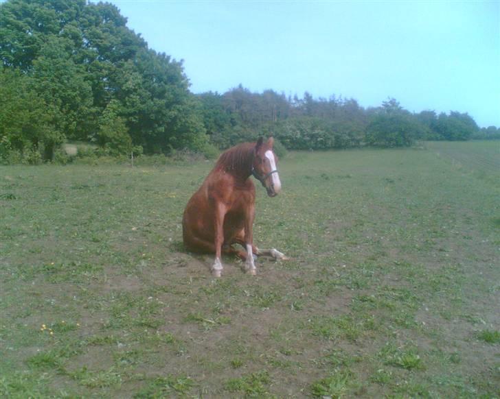 Frederiksborg Findus  billede 16