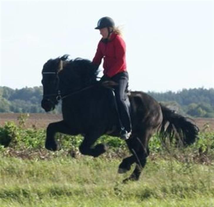 Islænder Breki fra Kroki - Gallop billede 1