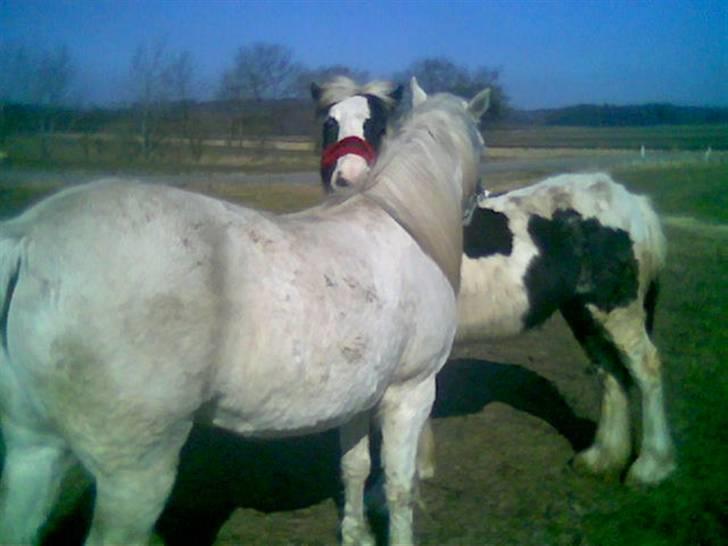 Tinker sorraia  billede 10