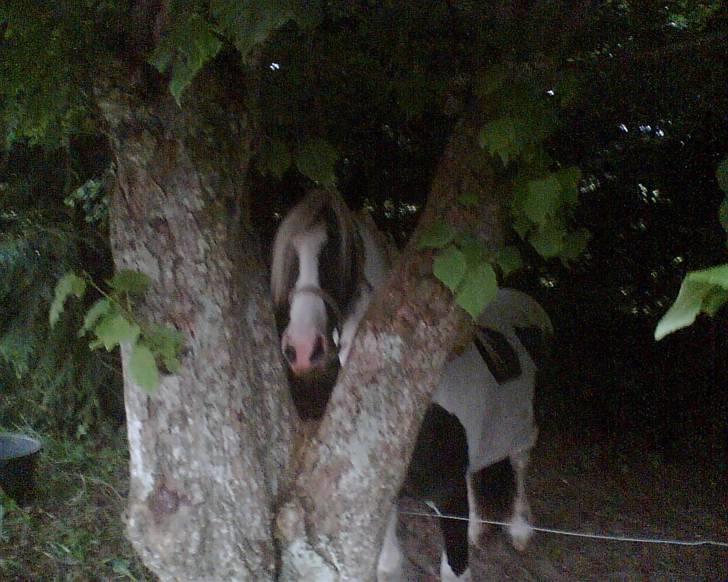 Tinker sorraia  billede 11