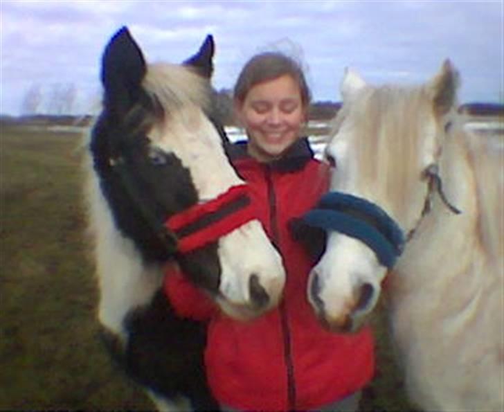 Tinker sorraia  billede 12