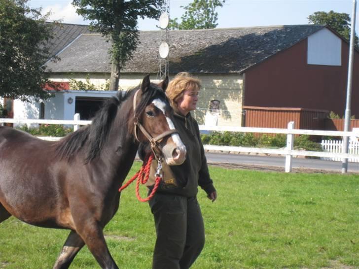 Welsh Cob (sec D) Arvalon Miss Marple - Lidt træning..... billede 13
