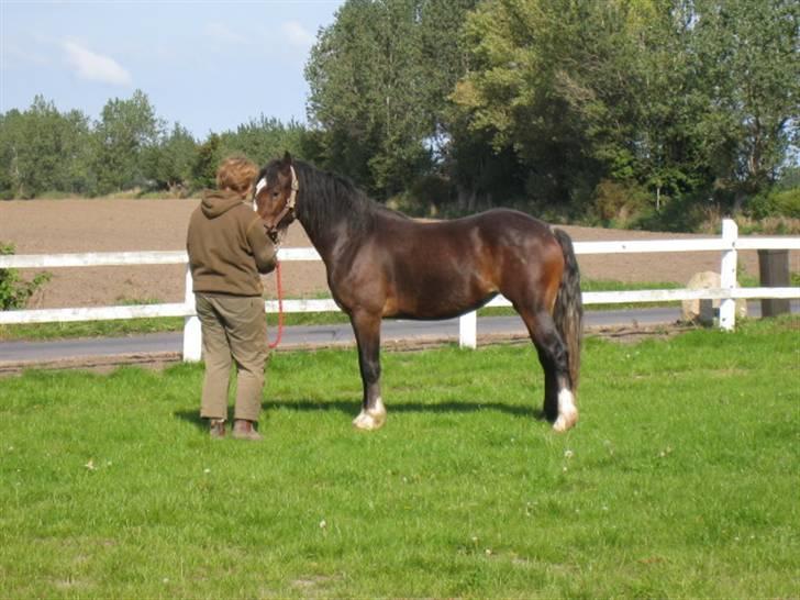 Welsh Cob (sec D) Arvalon Miss Marple billede 14