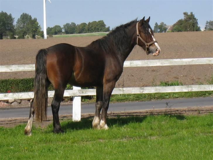 Welsh Cob (sec D) Arvalon Miss Marple - Hvem kommer der? billede 15