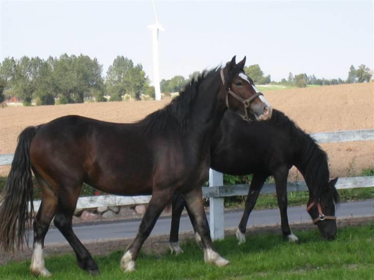 Welsh Cob (sec D) Arvalon Miss Marple billede 16