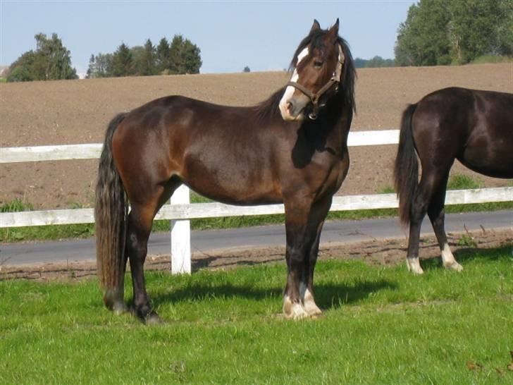 Welsh Cob (sec D) Arvalon Miss Marple billede 17