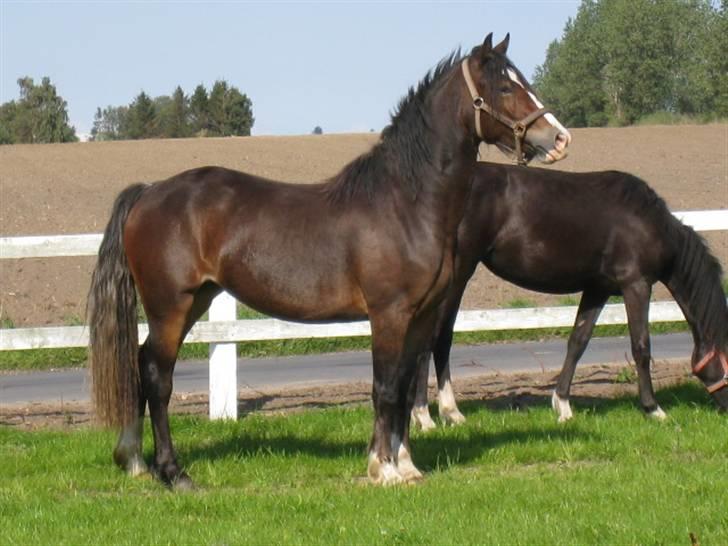 Welsh Cob (sec D) Arvalon Miss Marple - Puha, Pytten ser pæn ud.... billede 18