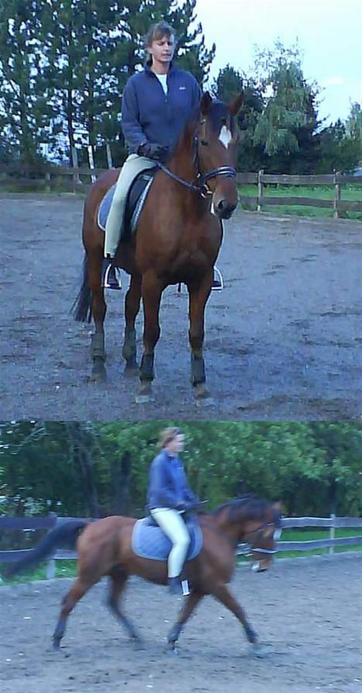 Tysk Sportspony Bonjour Boyard  - Tina rider dressur på Bonne billede 16