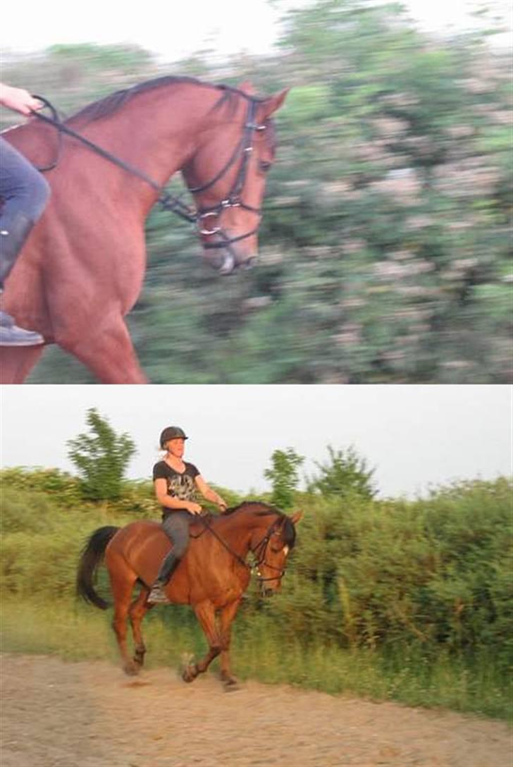 Tysk Sportspony Bonjour Boyard  - Min første ridetur på Bonne efter jeg købte ham:P billede 17