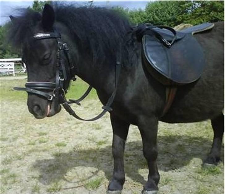 Shetlænder PIPPI - Er jeg ikke fin nu ?? billede 3