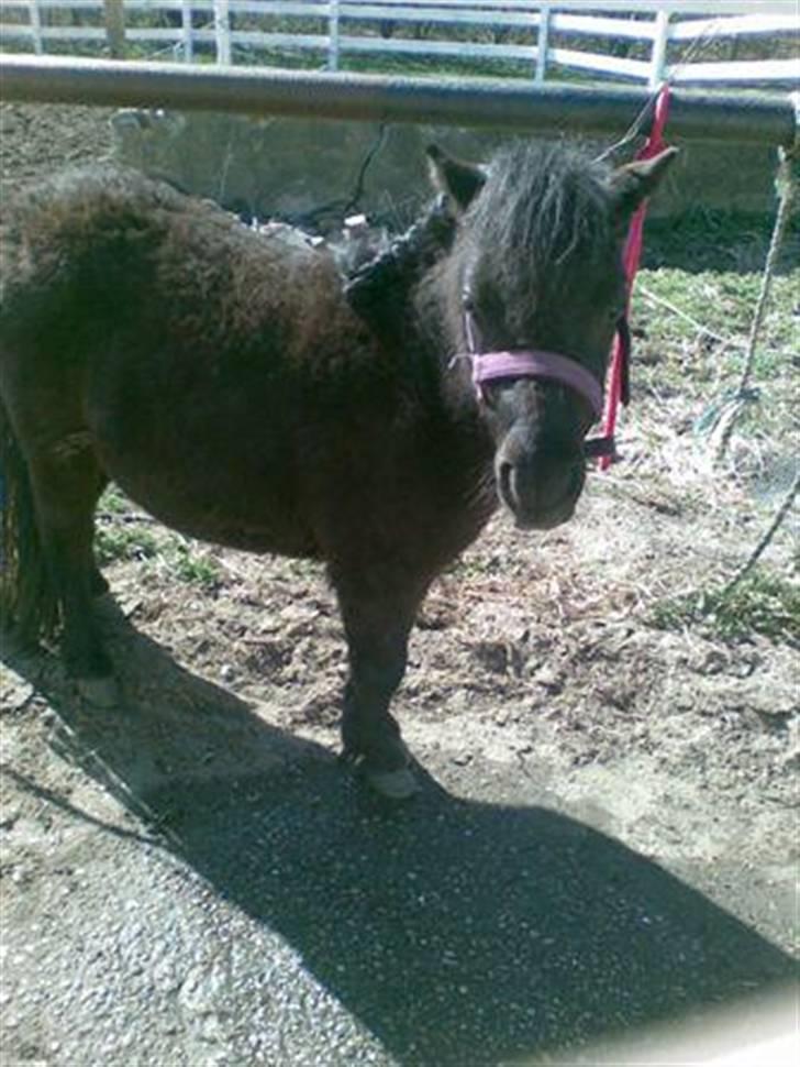 Shetlænder PIPPI - Se hvor sød jeg kan stå. billede 5