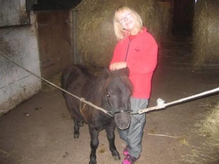 Shetlænder PIPPI - Her ordner Tanja lige mit hår. billede 8