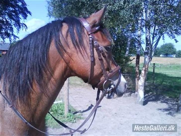 DSP Cavalie's Spoky Joker - Åh, ja - smuk det er man jo... billede 1